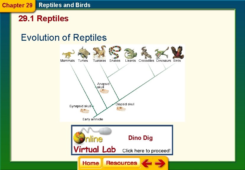 Chapter 29 Reptiles and Birds 29. 1 Reptiles Evolution of Reptiles Dino Dig 