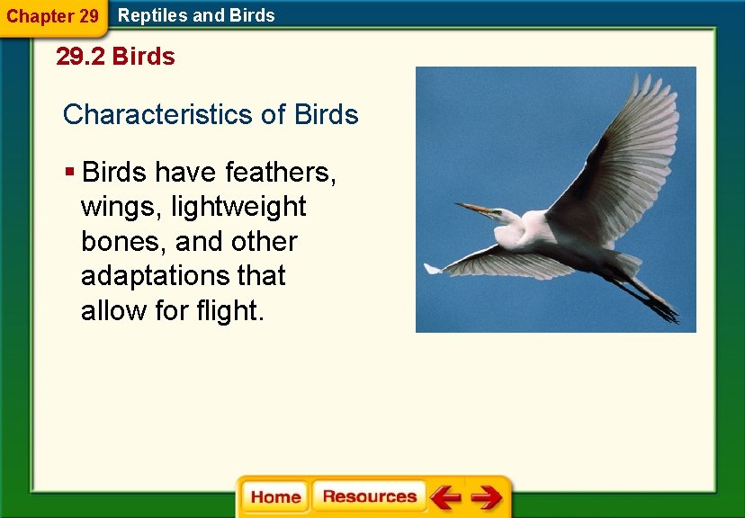 Chapter 29 Reptiles and Birds 29. 2 Birds Characteristics of Birds § Birds have