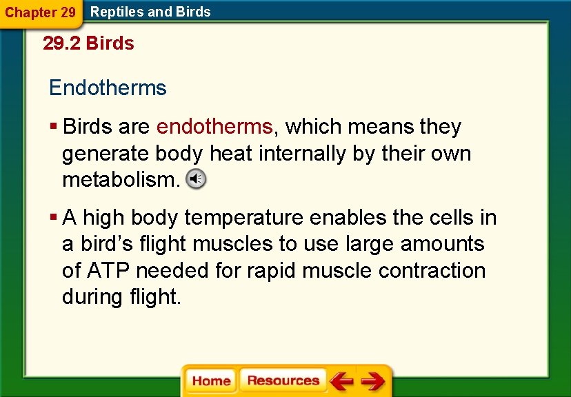 Chapter 29 Reptiles and Birds 29. 2 Birds Endotherms § Birds are endotherms, which