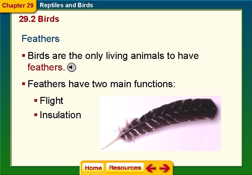 Chapter 29 Reptiles and Birds 29. 2 Birds Feathers § Birds are the only