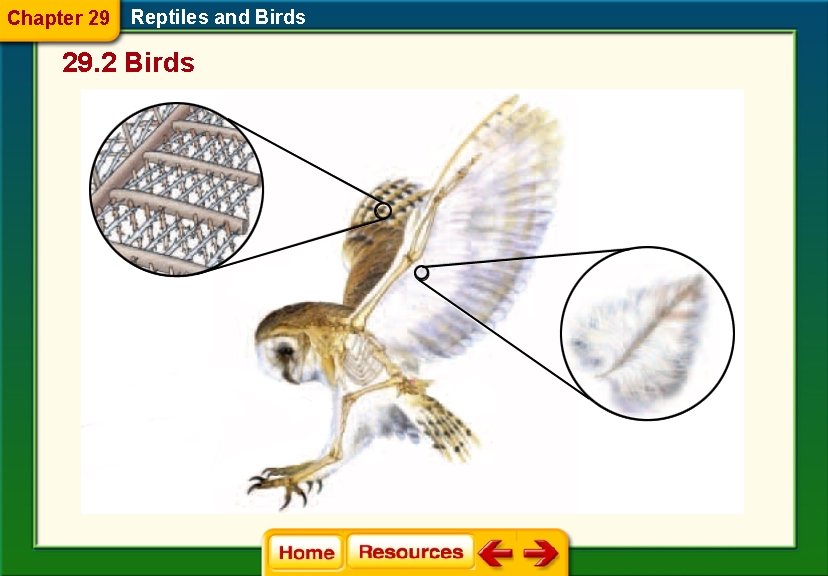 Chapter 29 Reptiles and Birds 29. 2 Birds 