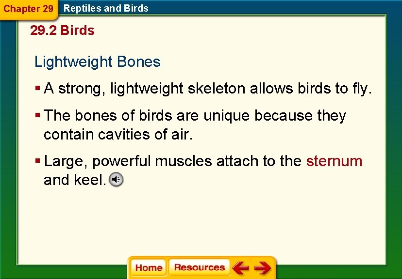 Chapter 29 Reptiles and Birds 29. 2 Birds Lightweight Bones § A strong, lightweight