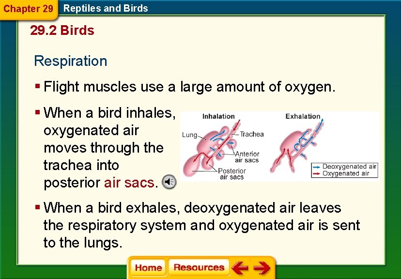 Chapter 29 Reptiles and Birds 29. 2 Birds Respiration § Flight muscles use a