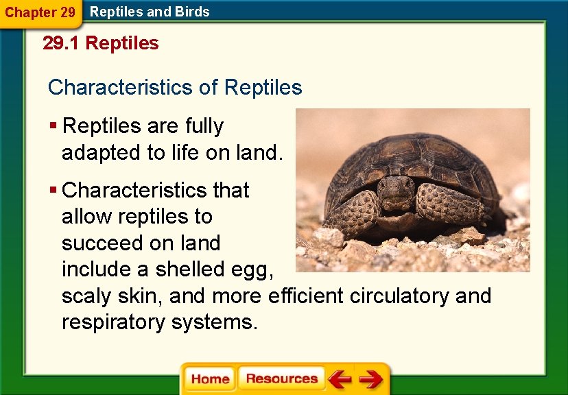 Chapter 29 Reptiles and Birds 29. 1 Reptiles Characteristics of Reptiles § Reptiles are