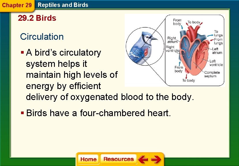 Chapter 29 Reptiles and Birds 29. 2 Birds Circulation § A bird’s circulatory system