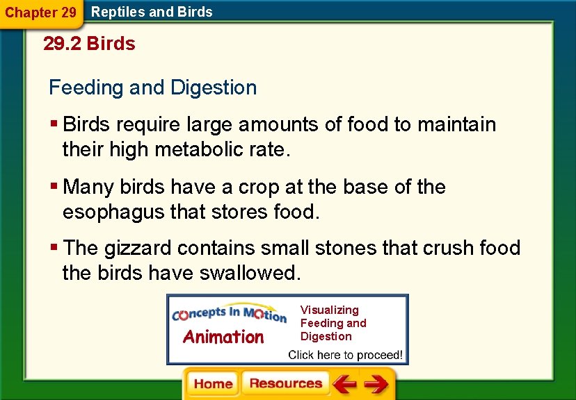 Chapter 29 Reptiles and Birds 29. 2 Birds Feeding and Digestion § Birds require