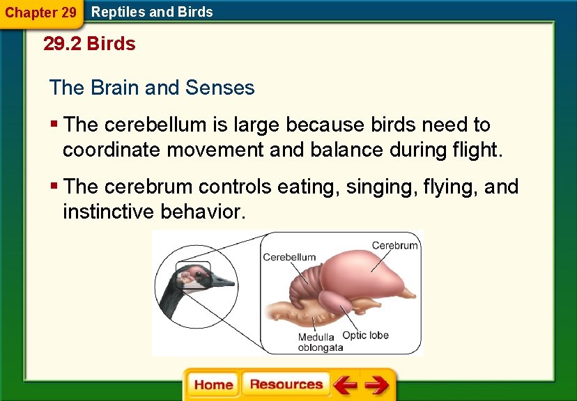 Chapter 29 Reptiles and Birds 29. 2 Birds The Brain and Senses § The