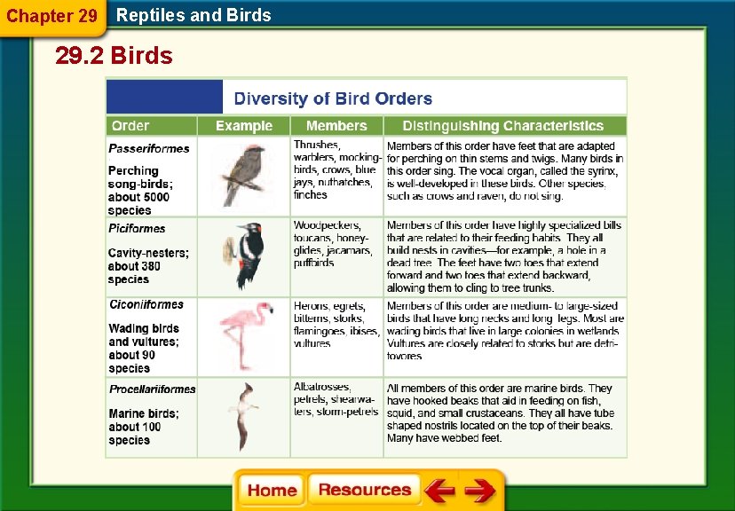 Chapter 29 Reptiles and Birds 29. 2 Birds 