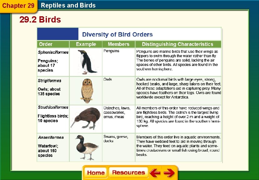 Chapter 29 Reptiles and Birds 29. 2 Birds 