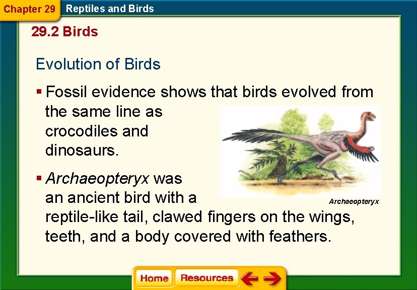 Chapter 29 Reptiles and Birds 29. 2 Birds Evolution of Birds § Fossil evidence