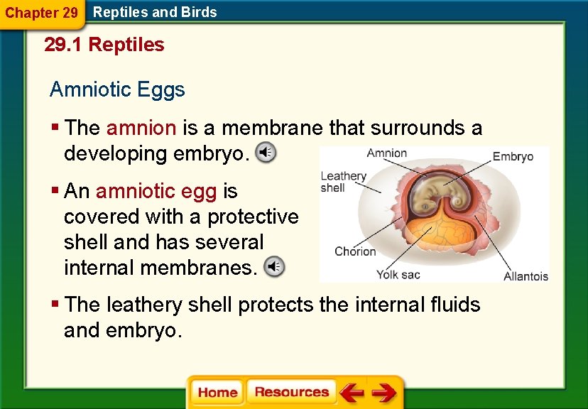 Chapter 29 Reptiles and Birds 29. 1 Reptiles Amniotic Eggs § The amnion is