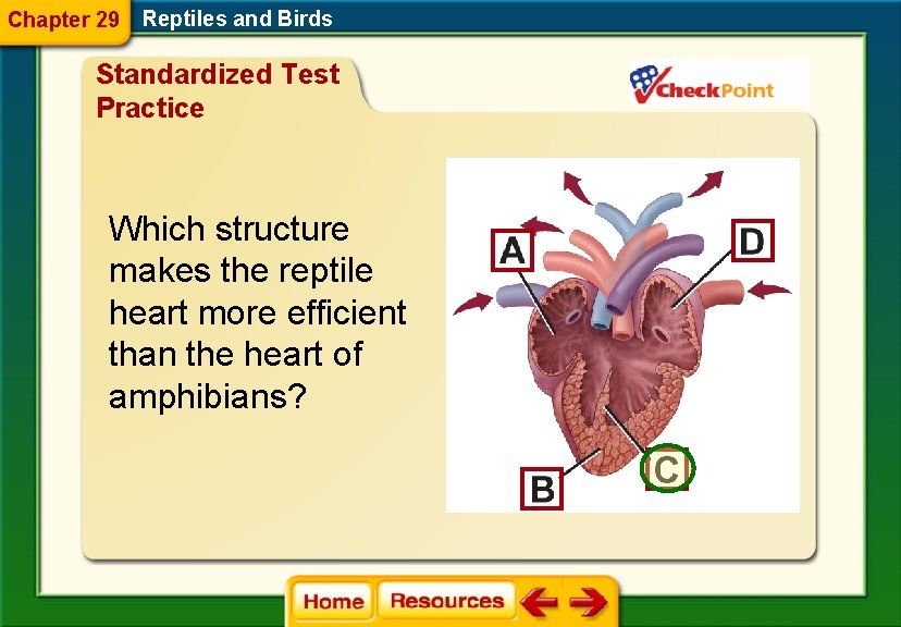 Chapter 29 Reptiles and Birds Standardized Test Practice Which structure makes the reptile heart