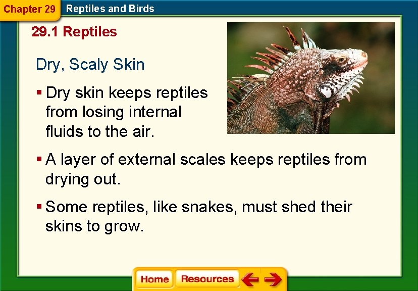 Chapter 29 Reptiles and Birds 29. 1 Reptiles Dry, Scaly Skin § Dry skin