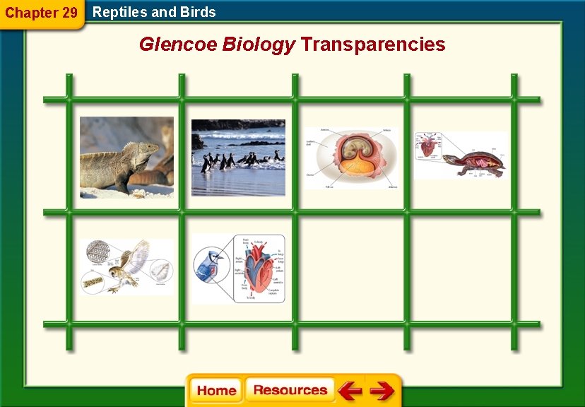Chapter 29 Reptiles and Birds Glencoe Biology Transparencies 
