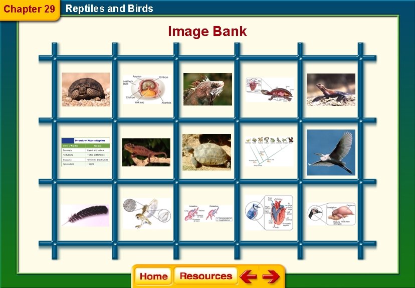 Chapter 29 Reptiles and Birds Image Bank 