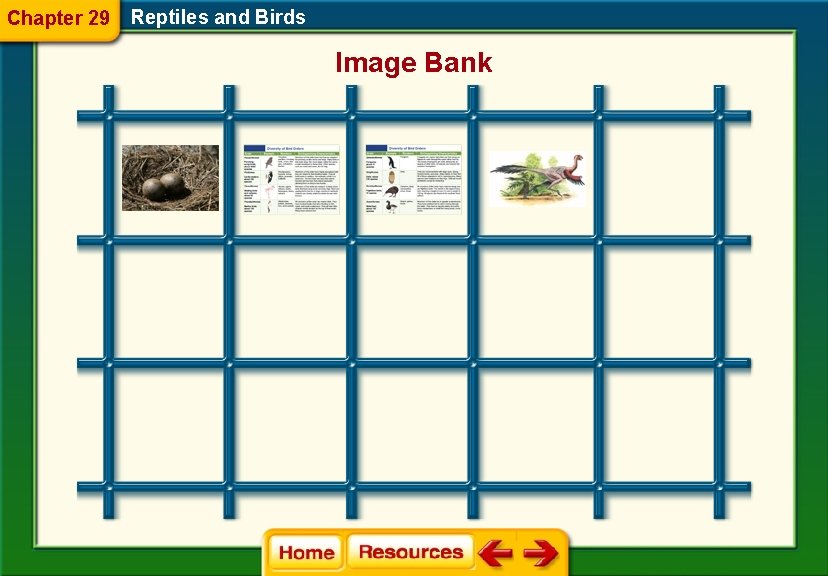 Chapter 29 Reptiles and Birds Image Bank 