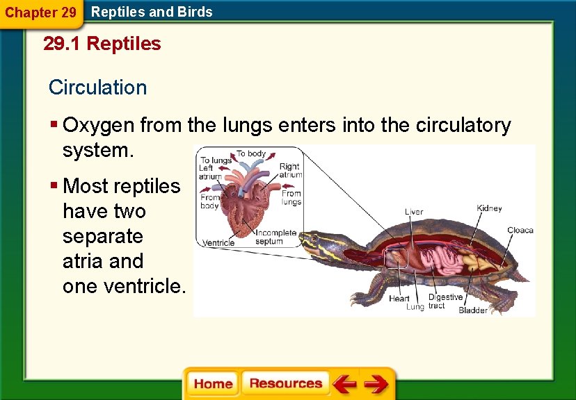 Chapter 29 Reptiles and Birds 29. 1 Reptiles Circulation § Oxygen from the lungs