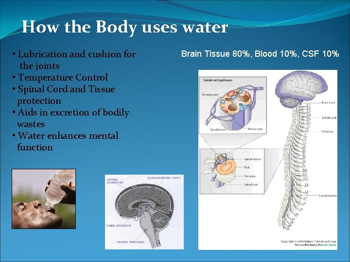 How the Body uses water • Lubrication and cushion for the joints • Temperature