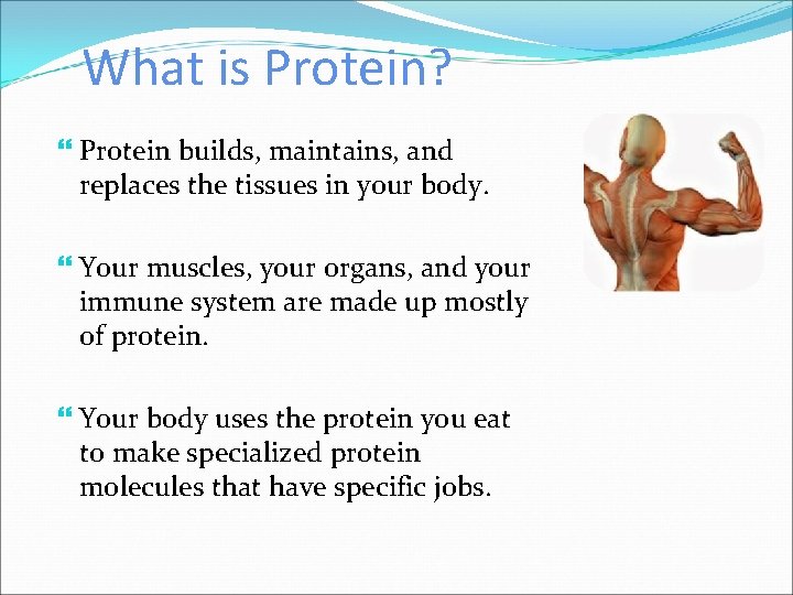 What is Protein? Protein builds, maintains, and replaces the tissues in your body. Your