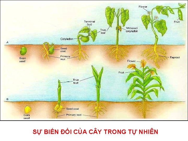 SỰ BIẾN ĐỔI CỦA C Y TRONG TỰ NHIÊN 