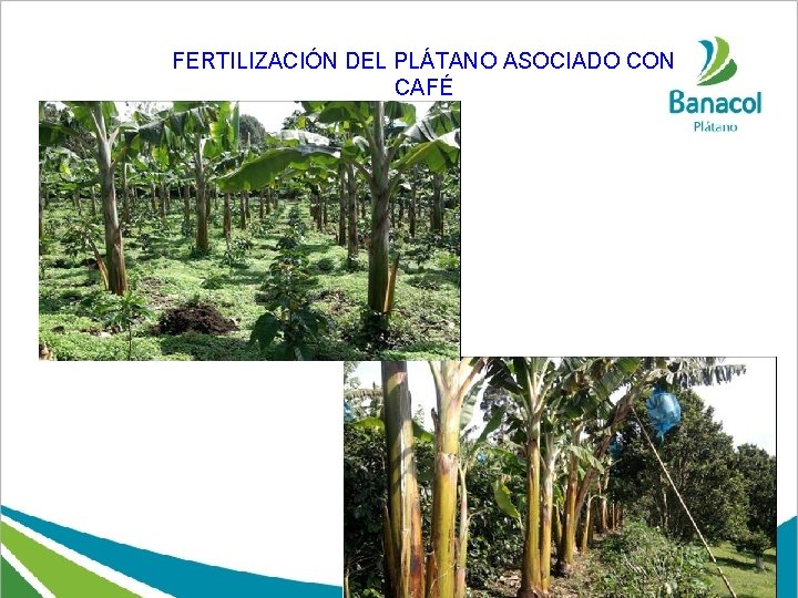 FERTILIZACIÓN DEL PLÁTANO ASOCIADO CON CAFÉ 