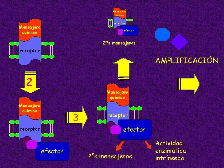 Mensajero químico receptor Mensajero químico efector 2°s mensajeros receptor 4 2 Mensajero químico 3
