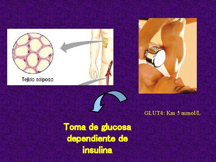 GLUT 4: Km 5 mmol/L Toma de glucosa dependiente de insulina 