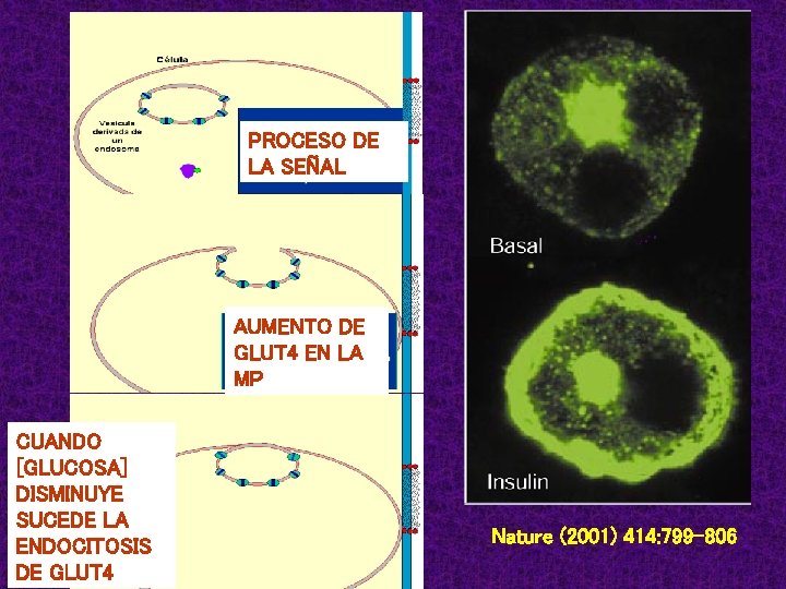 PROCESO DE LA SEÑAL AUMENTO DE GLUT 4 EN LA MP CUANDO [GLUCOSA] DISMINUYE