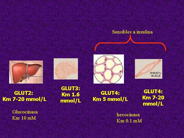 Sensibles a insulina GLUT 2: Km 7 -20 mmol/L Glucocinasa Km 10 m. M