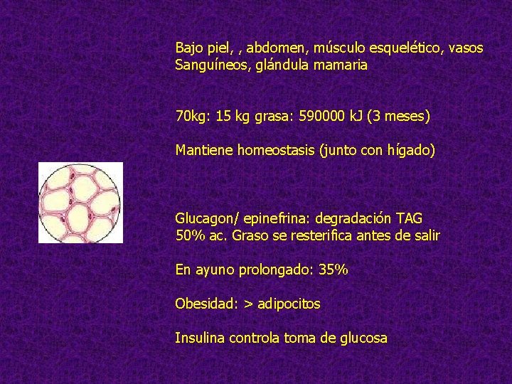 Bajo piel, , abdomen, músculo esquelético, vasos Sanguíneos, glándula mamaria 70 kg: 15 kg