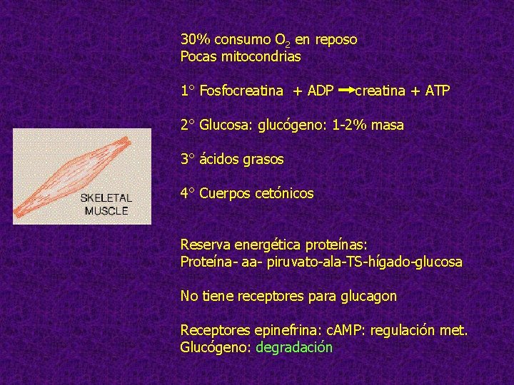 30% consumo O 2 en reposo Pocas mitocondrias 1° Fosfocreatina + ADP creatina +