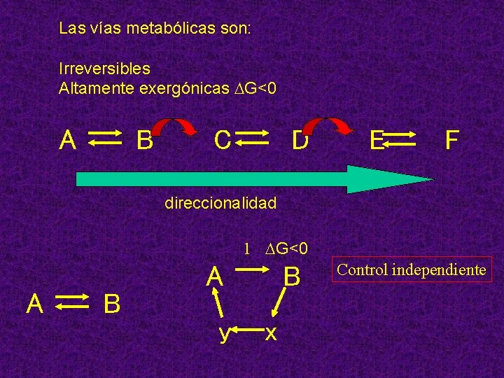 Las vías metabólicas son: Irreversibles Altamente exergónicas DG<0 A B C D E F