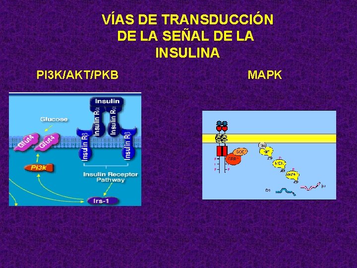 VÍAS DE TRANSDUCCIÓN DE LA SEÑAL DE LA INSULINA PI 3 K/AKT/PKB MAPK 