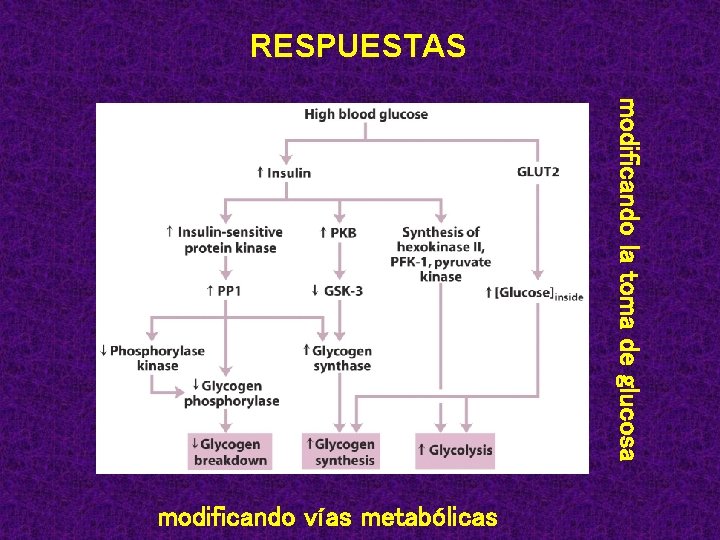 RESPUESTAS modificando la toma de glucosa modificando vías metabólicas 