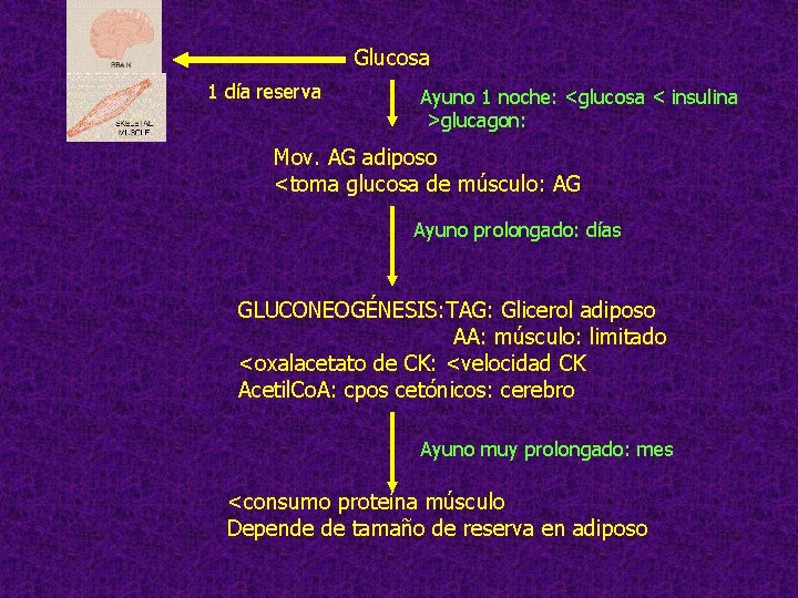 Glucosa 1 día reserva Ayuno 1 noche: <glucosa < insulina >glucagon: Mov. AG adiposo