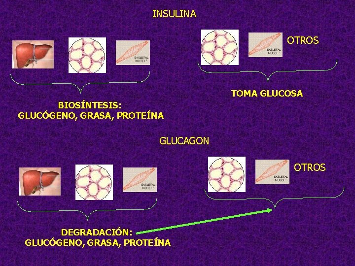 INSULINA OTROS TOMA GLUCOSA BIOSÍNTESIS: GLUCÓGENO, GRASA, PROTEÍNA GLUCAGON OTROS DEGRADACIÓN: GLUCÓGENO, GRASA, PROTEÍNA