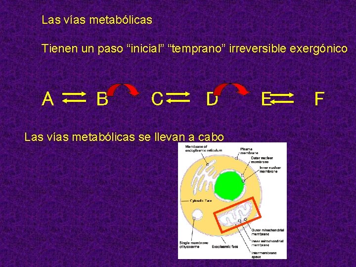 Las vías metabólicas Tienen un paso “inicial” “temprano” irreversible exergónico A B C D