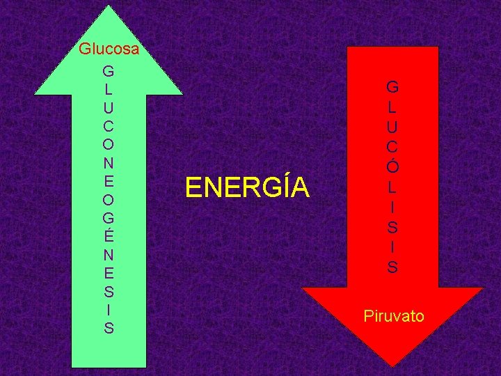Glucosa G L U C O N E O G É N E S