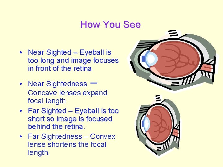 How You See • Near Sighted – Eyeball is too long and image focuses