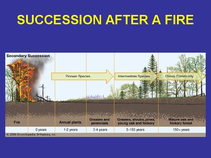 SUCCESSION AFTER A FIRE 