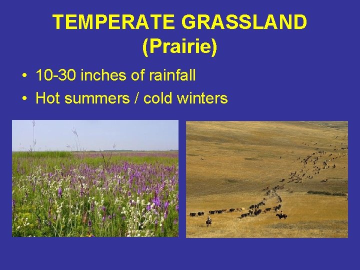 TEMPERATE GRASSLAND (Prairie) • 10 -30 inches of rainfall • Hot summers / cold