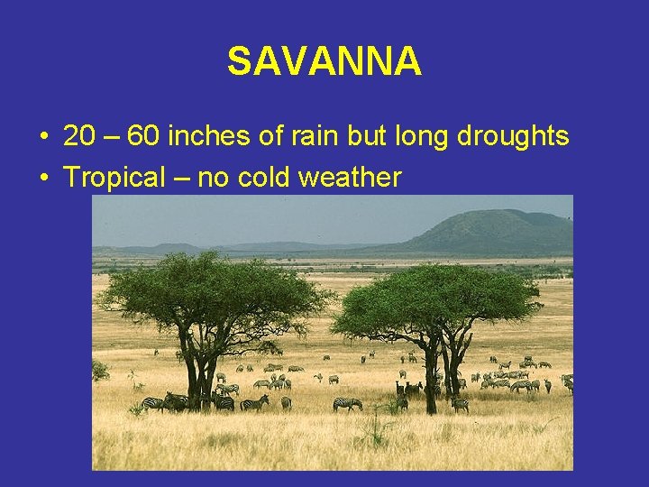 SAVANNA • 20 – 60 inches of rain but long droughts • Tropical –