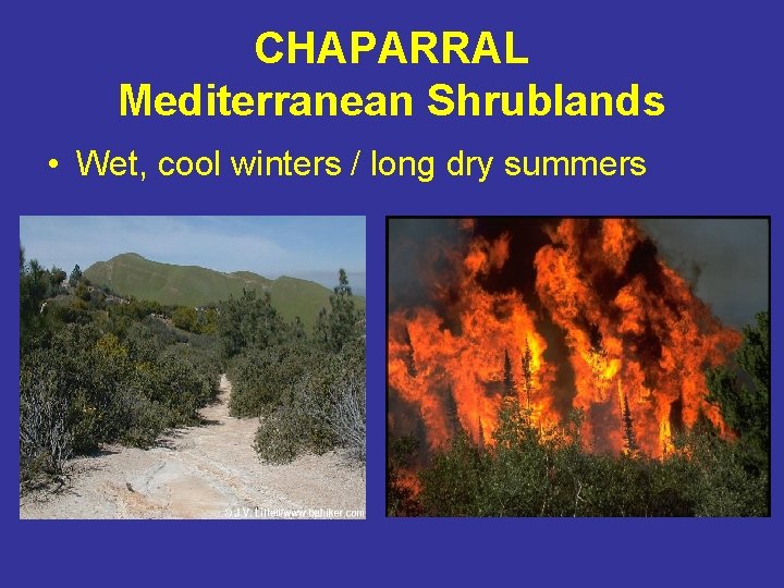 CHAPARRAL Mediterranean Shrublands • Wet, cool winters / long dry summers 