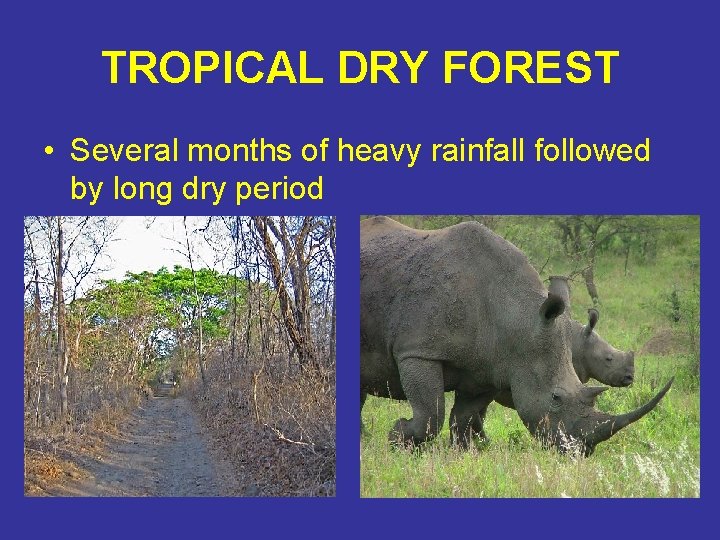 TROPICAL DRY FOREST • Several months of heavy rainfall followed by long dry period