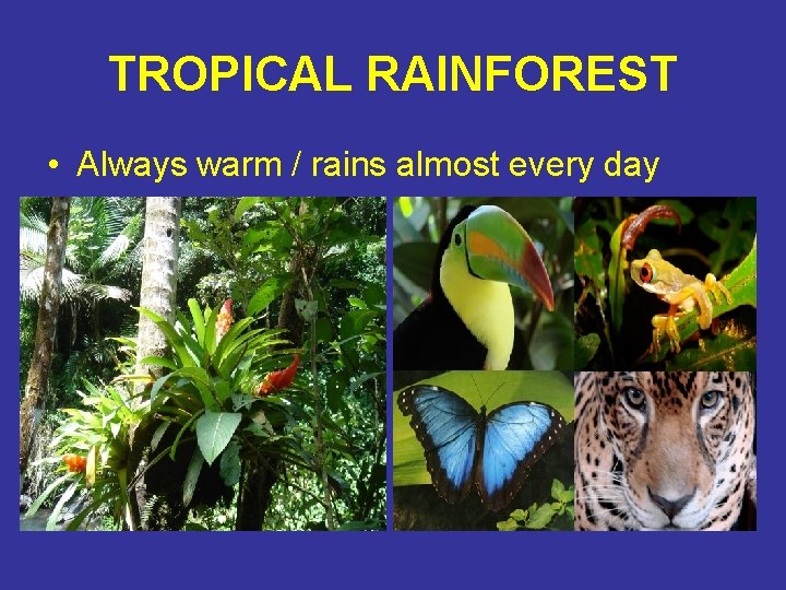 TROPICAL RAINFOREST • Always warm / rains almost every day 