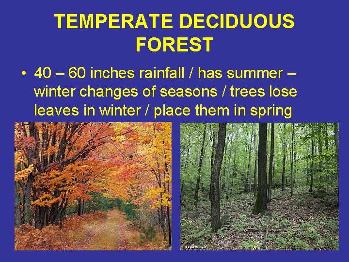 TEMPERATE DECIDUOUS FOREST • 40 – 60 inches rainfall / has summer – winter