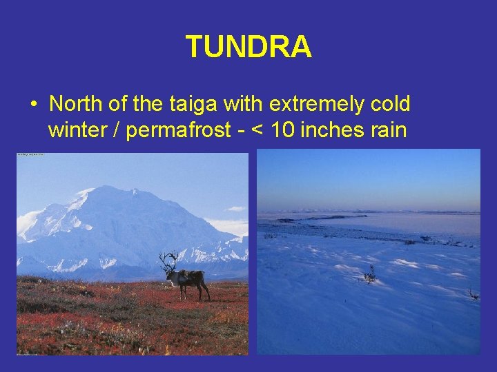 TUNDRA • North of the taiga with extremely cold winter / permafrost - <