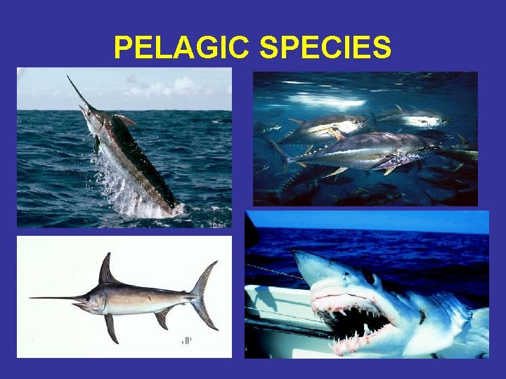 PELAGIC SPECIES 