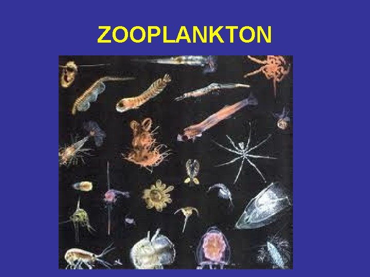 ZOOPLANKTON 