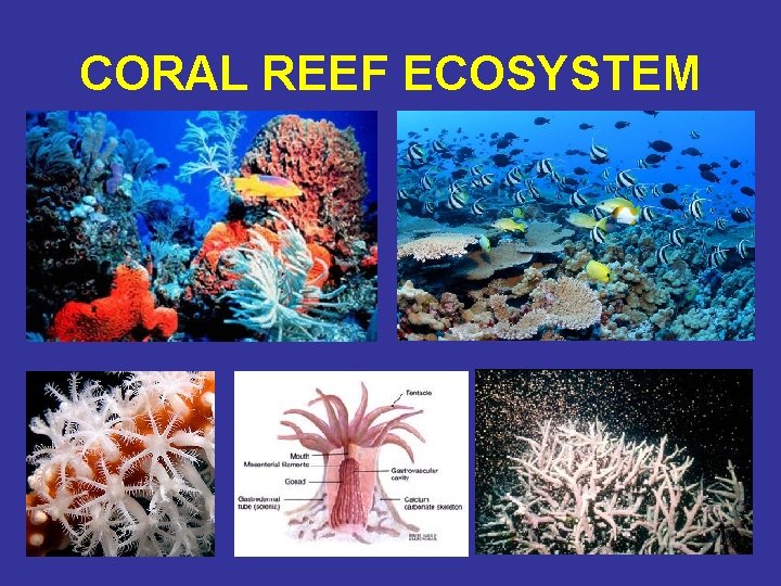 CORAL REEF ECOSYSTEM 